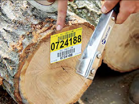timber processing image6